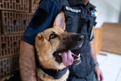 Rambo, a German Shepherd, who was injured in Ukraine