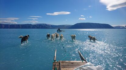 Varios perros tiran de un trineo sobre hielo derretido en Groenlandia. 