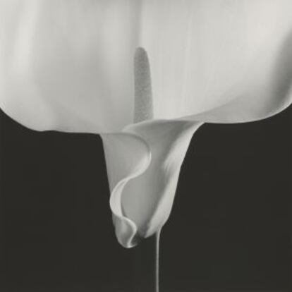 ‘Calla Lily’ (1988), de Robert Mapplethorpe.