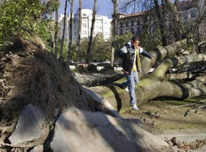 Un joven pasa por encima de un árbol caído por los fuertes vientos en el parque ovetense de San Francisco.