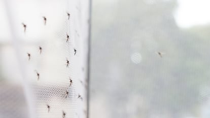 Una mosquitera con muchos mosquitos por fuera