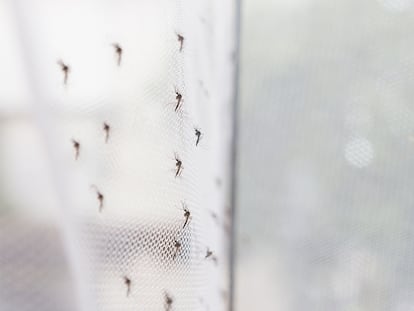 Una mosquitera con muchos mosquitos por fuera