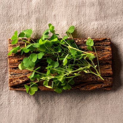 Oxalis stricta, comúnmente conocida como Acederilla. Aporta un marcado sabor ácido y en el restaurante Montia la usan para múltiples preparaciones.