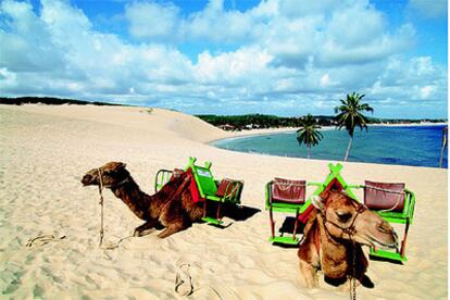 Dromedarios en una playa de Natal, en Brasil, uno de los destinos con ofertas en estas semanas.