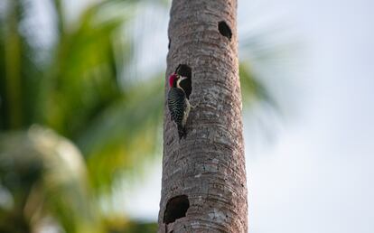 Un pájaro carpintero hace un hoyo en el tronco de una palmera.