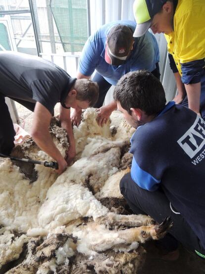 La protectora de animales RSPCA hizo una llamada pública por redes sociales para ayudar a la oveja y quitarle de los 40 kilos de lana que pesaban sobre su cuerpo de unos 80. Por suerte, el esquilador Ian Elkins, campeón de Australia, andaba por la zona. El hito se logró el jueves por la mañana.