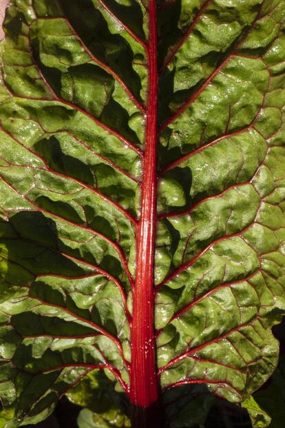 Acelga roja, con un sabor más salino y ligeramente picante