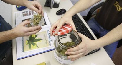 Un club de cannabis de San Sebastián, en noviembre.