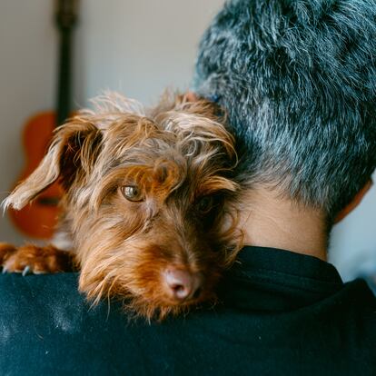 Rear view of a caucasian young woman with blue dyed short hair hugging her mixed breed dog at home