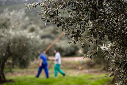 Dos agricultores se dirigen, apenas una hora después del amanecer, hacia los olivos para recoger aceituna.