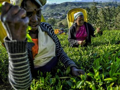 Después de terminar la jornada las mujeres descienden la colina cargadas con unos 20 kilos de hojas tiernas de té, en Nanu Oya (Sri Lanka).