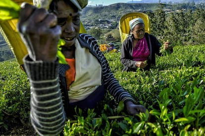 Después de terminar la jornada las mujeres descienden la colina cargadas con unos 20 kilos de hojas tiernas de té, en Nanu Oya (Sri Lanka).