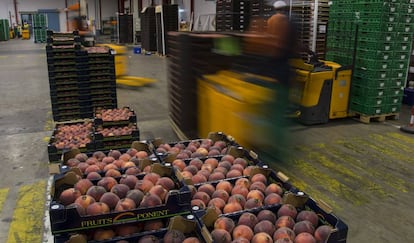 Melocotones en la cooperativa Fruits de Ponent en Alcarràs (Lleida).