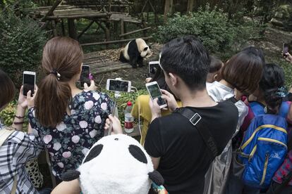 A pesar de que el oso panda es un animal muy querido, la actitud de los visitantes al Centro de Investigación y Reproducción de Chengdu, donde a menudo se saltan las reglas, demuestra la falta de conciencia ecológica que todavía hay en China.