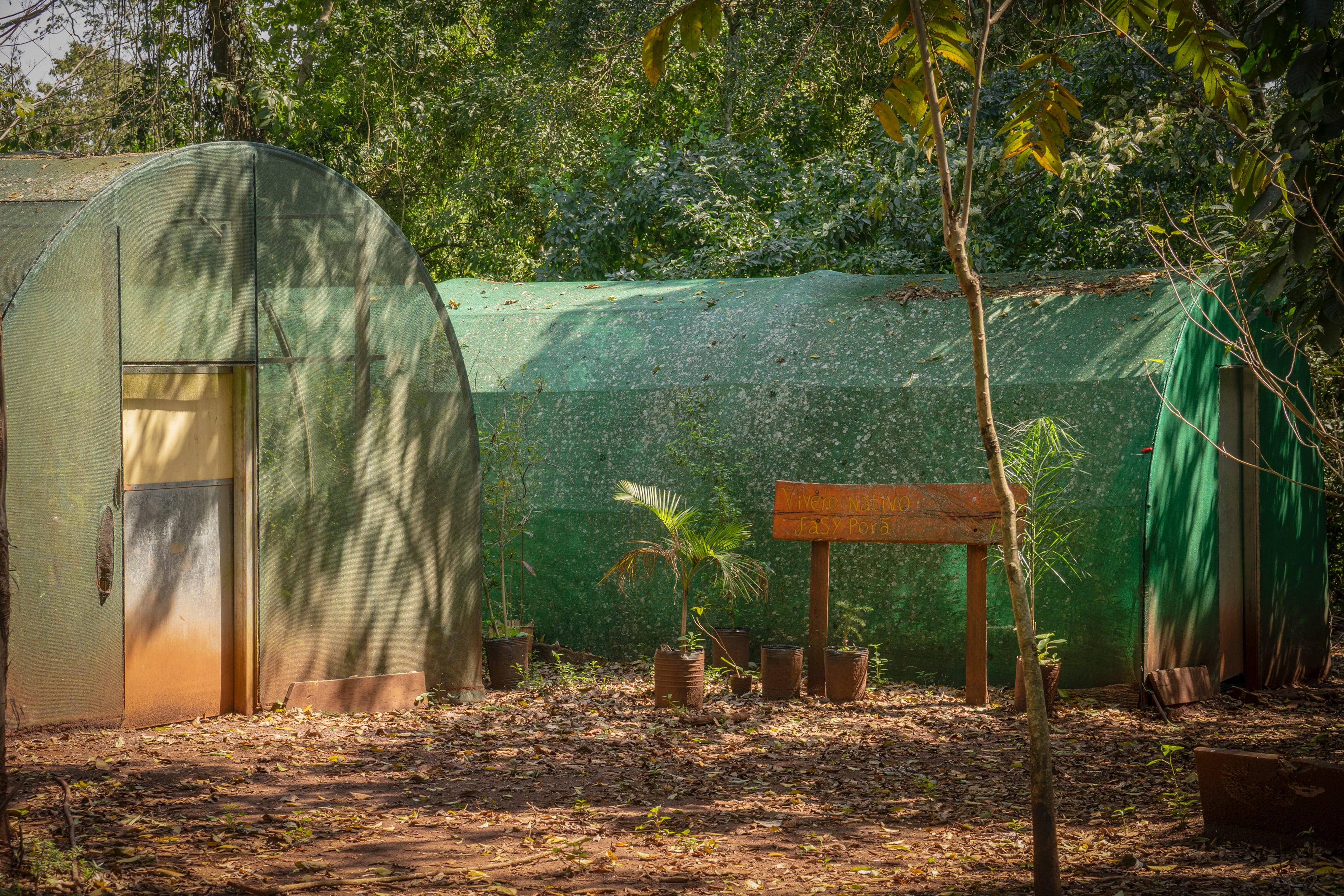 Jasy Porã, la comunidad guaraní que combina turismo y reforestación en Iguazú