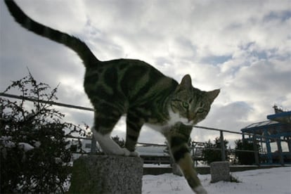 Un gato, fotografiado hoy en el puerto de la pequeña isla de Rügen, al norte de Alemania.