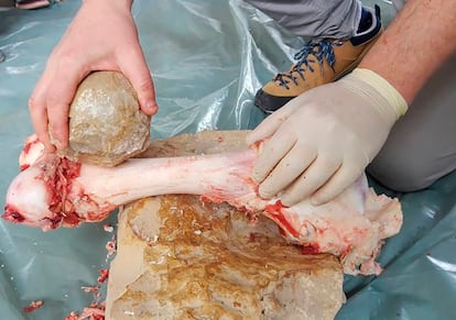 Marrow extraction experiment with the sphere. Photo: J. Rosell