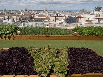 El restaurante Las Raíces está en lo alto del madrileño hotel Wellington.