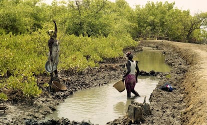 Las mujeres senegalesas sufren una fuerte discriminación social y no pueden ejercer sus derechos. Apenas tienen acceso a la propiedad y a los créditos bancarios a pesar de que constituyen la mayor fuerza de trabajo del país y de que su labor en agricultura y ganadería es esencial. En la imagen, dos mujeres canalizan el agua en Enampore, Casamance. Esta región, característica por sus manglares, es rica en ostras. Ellas se encargan de recolectarlas, procesarlas y venderlas, haciéndolo de una forma sostenible. El comercio de la ostra juega un papel fundamental en el sustento de las comunidades de la Casamance, además de ser una fuente de proteína para las familias. Con las conchas elaboran cal que luego usan en sus casas o venden como material de construcción.  