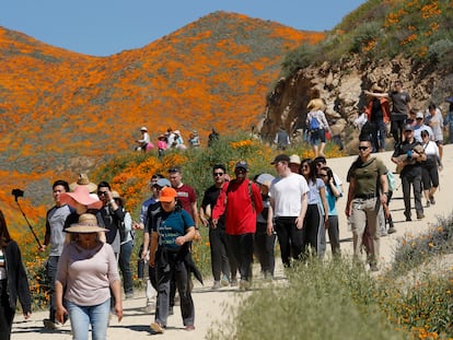 Un grupo de turistas caminan entre los campos de amapola de Lake Elsinore, en mayo de 2019