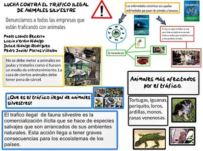 Trabajo de estudiantes de 1º de ESO. Tarea 3: Realizar un cartel-denuncia del tráfico ilegal de animales silvestres