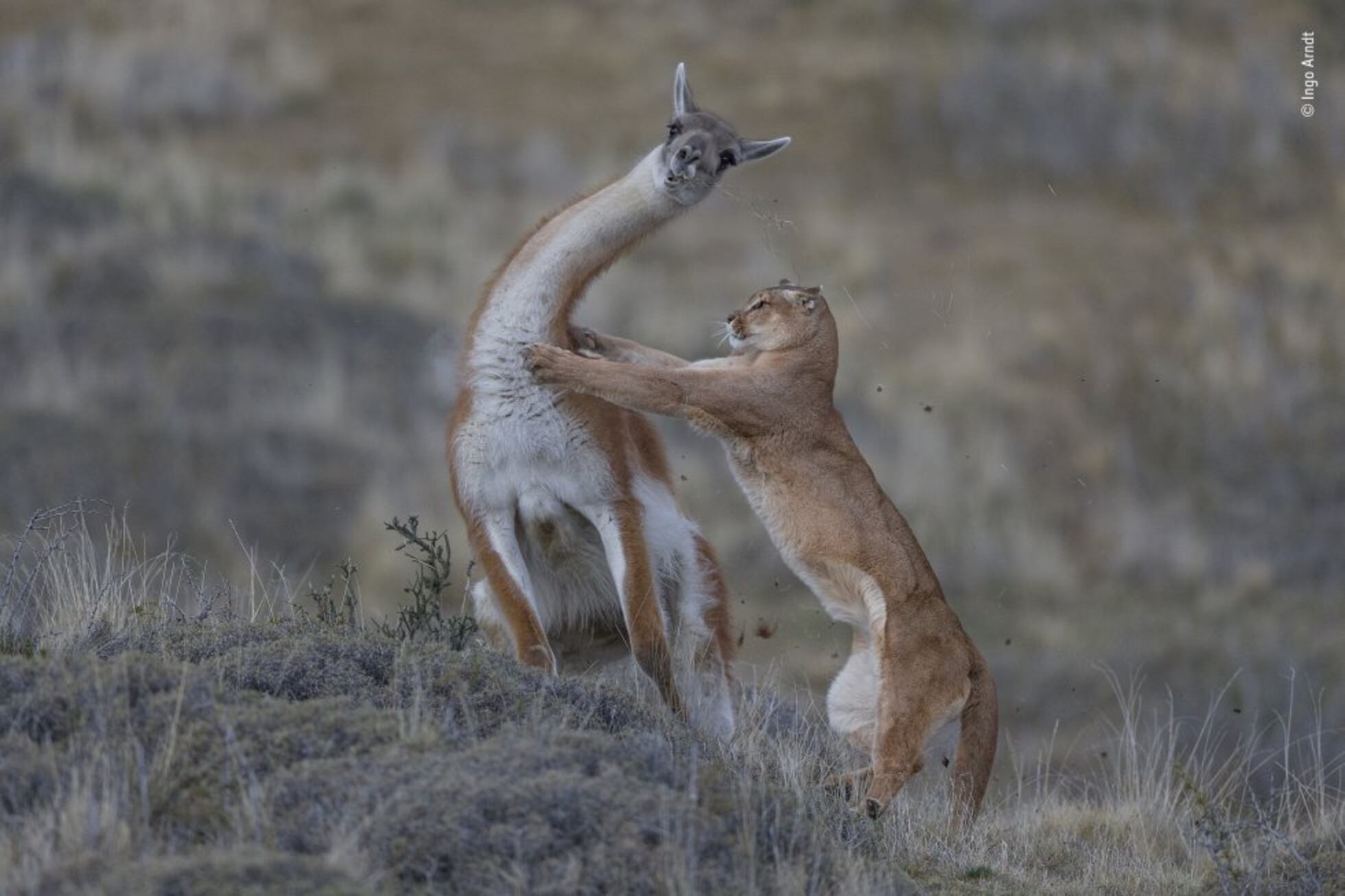 Los ganadores de ‘Wildlife Photographer of the Year’ | Fotos | Los ...