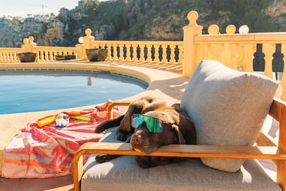 A la hora de elegir el lugar donde se alojará el perro o el gato durante los días de verano, conviene tener en cuenta que el centro tenga unas rutinas diarias adecuadas para cada animal.