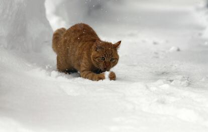 Un gato juega con una bola de nieve en Ramsau, Austria, el 8 de enero de 2019. 