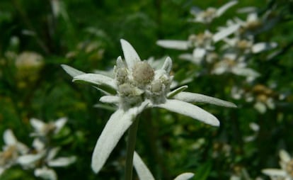 A Edelweiss é uma flor em formato de estrela com folhas ‘peludas’ que vive em altitudes de até 3.400 metros. As temperaturas provocadas pela mudança climática terão um impacto negativo ao obrigar outras espécies de plantas, que vivem em altitudes inferiores, a colonizar essas áreas de maior atitude, criando uma competição que ela não poderá vencer.