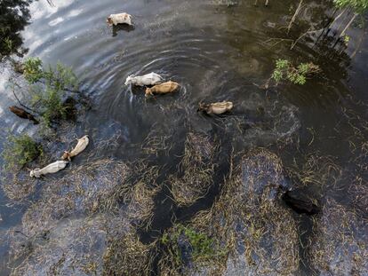 Un grupo de vacas busca hierva seca para comer en el medio de la inundación de la ranchería El Arroyo. 