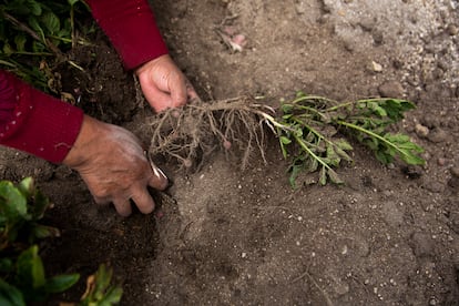 La guardiana de semillas cosecha la papa chiwila en sus sembradíos en la comunidad de Casa Quemada, en la provincia Cotopaxi.