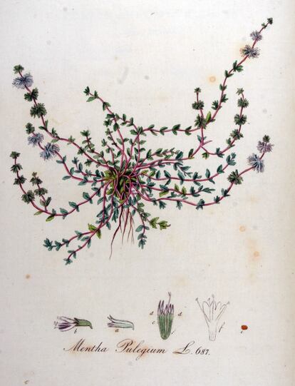 Mentha Pulegium Álbum de plantas prohibidas