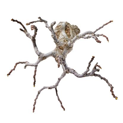 Higuera ('Ficus carica'). Retratado en el profundo invierno, se presenta como una forma supernatural, desafiante…