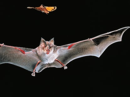 Exemplar de morcego-de-ferradura-grande (‘Rhinolophus ferrumequinum’), espécie relacionada ao surgimento do coronavírus SARS-CoV-1 que provocou a epidemia de 2003.