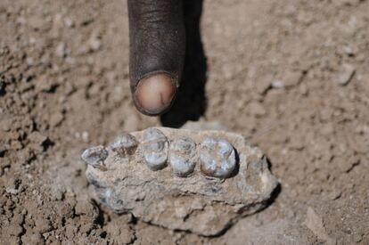 Una de las mandíbulas halladas en Woranso-Mille.