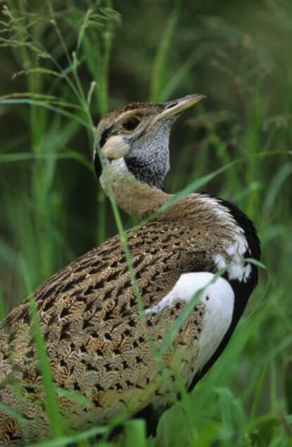 Ejemplar de avutarda (Parque Nacional de Kruger, Sudáfrica).