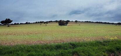 A field between Torrenueva and Torre de Juan Abad (Ciudad Real) where Quantum is searching for rare earth metals.