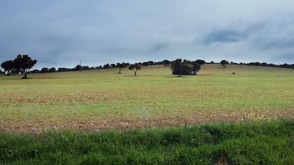 Campo entre Torrenueva y Torre de Juan Abad (Ciudad Real) donde Quantum investiga tierras raras.