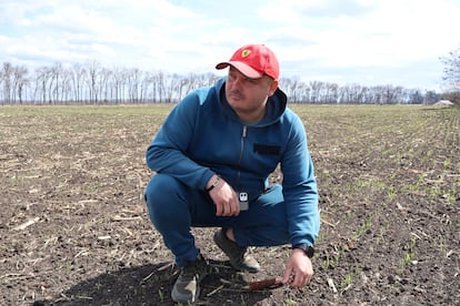 Oleg Gorobets, en un campo de su empresa agrícola Demetra, en Poltava.