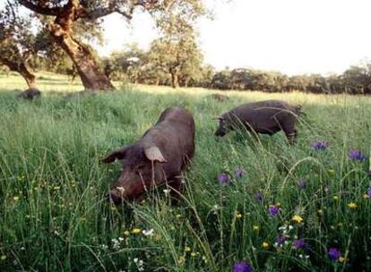 Piara de cerdos ibéricos en una dehesa de Extremadura.