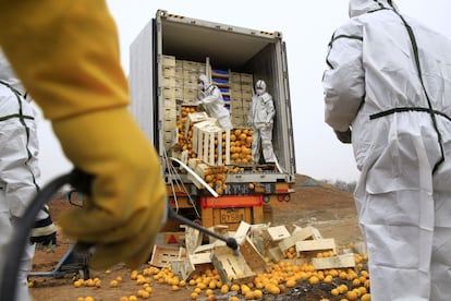 Los operarios descargan las naranjas españolas que fueron destruidas en China