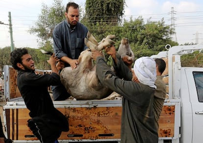 Vendedores de ganado ayudan a un comprador a llevar a una cabra que acaba de comprar hacia su coche, en El Cairo (Egipto).