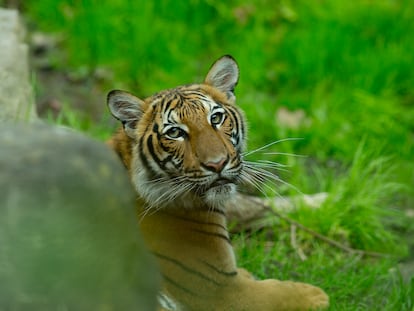 Un tigre malayo en el zoológico del Bronx, Nueva York.