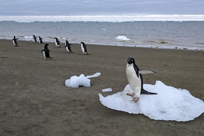 Pingüinos Adelia caminando por la costa antártica.