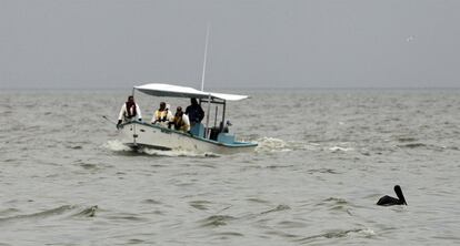 Una lancha se aproxima a un pelícano que flota en el mar