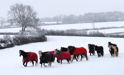 Caballos caminando por un campo nevado en Leverstock Green (Reino Unido).