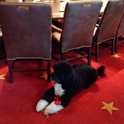 Bo es uno más. Así de relajado está sobre la alfombra en la sala de reuniones del Gabinete de los Estados Unidos.