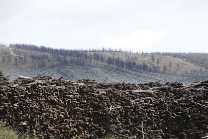 Tras los incendios de 2017, las empresas madereras han proliferado en el municipio de Pedrg?o Grande. De 13.000 hectreas, 10.000 se quemaron. Los vecinos temen que este verano se calcinen las 3.000 hectreas que quedan de eucaliptos.