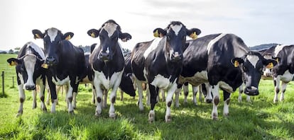 Vacas pastando en A Coruña, Galicia.