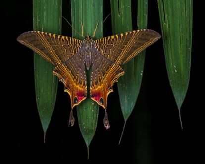 Una polilla (Mania lunus) posada sobre una palma. Esta especie se distribuye desde México hasta Brasil.
<br><br>
Aunque no todo es siempre idílico —estar en la selva significa tener que lidiar con parásitos, enfermedades y muchos mosquitos—, vivo a un ritmo desenfrenado y al cabo de unas semanas mis energías, mi creatividad, mis tarjetas de memoria y baterías se agotan. Es hora de parar y reponer fuerzas, y un viaje más finaliza. Una parte de mí se queda allí esperando a mi regreso, mientras que mi mente solo piensa en aquellos seres fascinantes que todavía faltan por fotografiar.